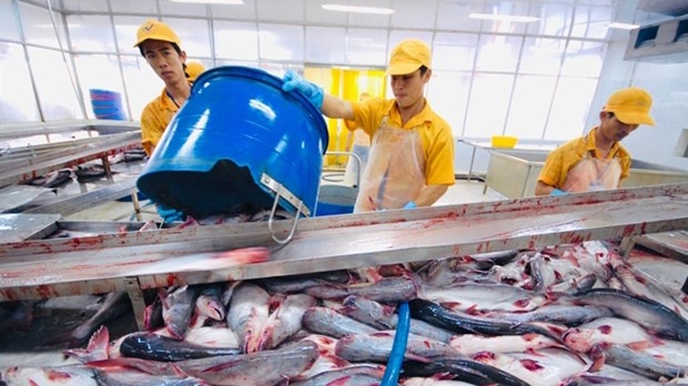 Pangasius exports to US enjoy record prices